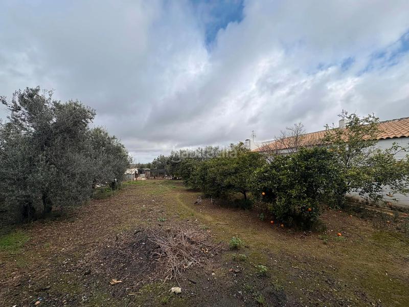 Foto a7133e70-1122-4c04-bf44-a0b188da89a4. Fondo rustico in Écija