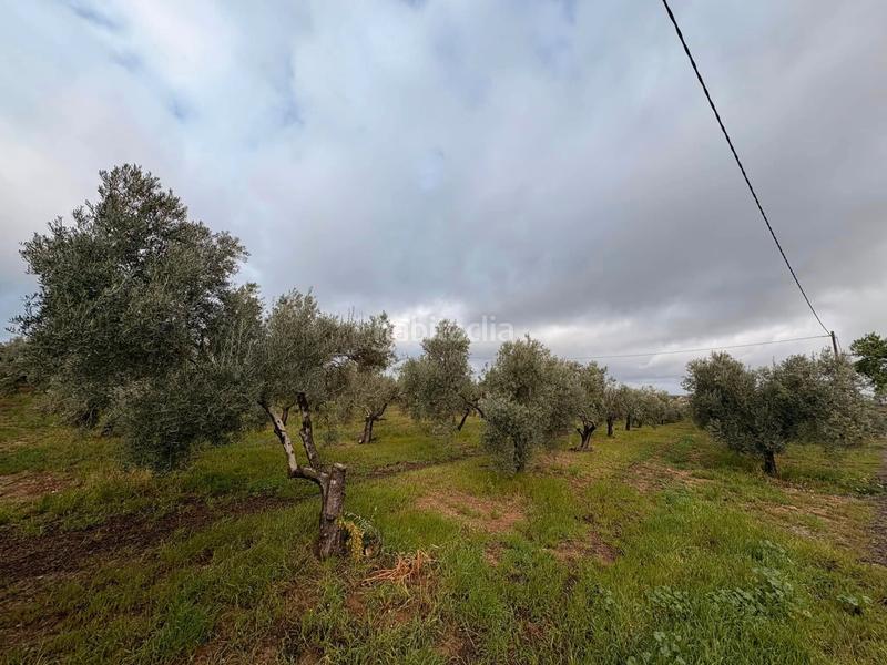 Foto e93b02bf-a9c6-47ce-8c41-82f5bbf742c0. Fondo rustico in Écija