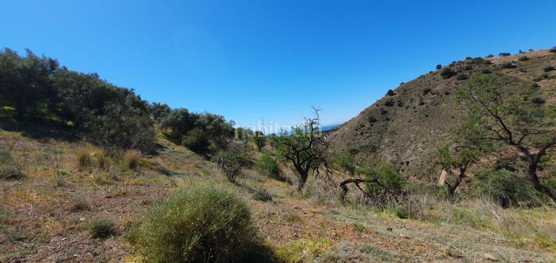 Foto b7f44517-09d9-494d-a987-fc3b1a16f338. Rural plot in Olías Málaga