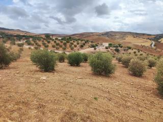 Finca rústica a Almogía. Casa terrera