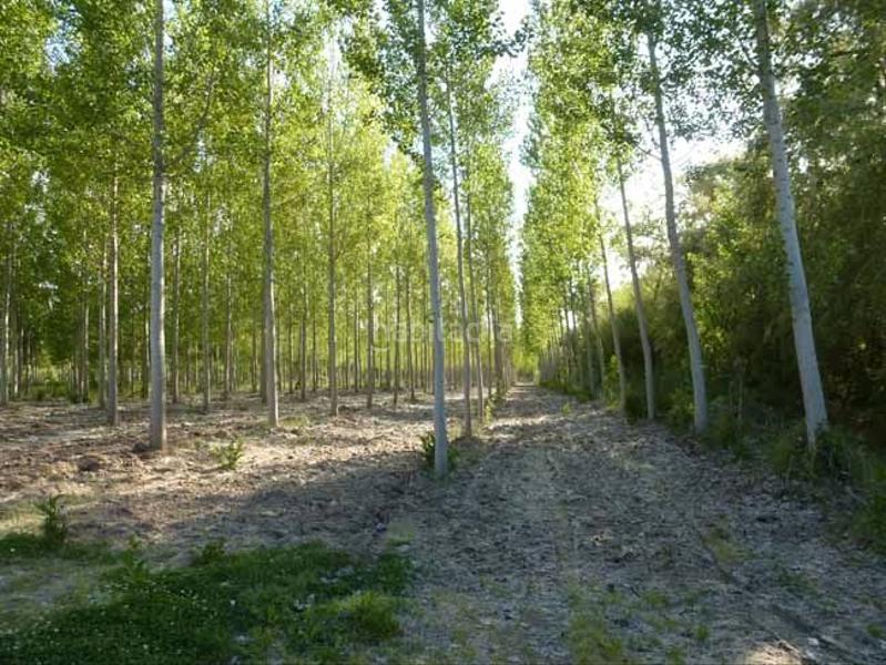 Foto c55aa8ff-8206-47e8-8ece-7124aa01b7c6. Fondo rustico in San Lorenzo - San Marcos Segovia