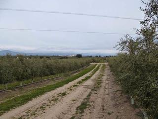 Finca rústica en Antequeruela-Covachuelas. Gran olivar intensivo y superintensivo