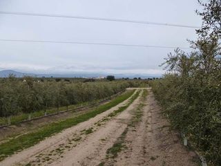 Finca r�stica en Antequeruela-Covachuelas. Gran olivar intensivo y superintensivo