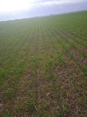 Finca r�stica en Quintanar de la Orden. Finca de regad�o en toledo