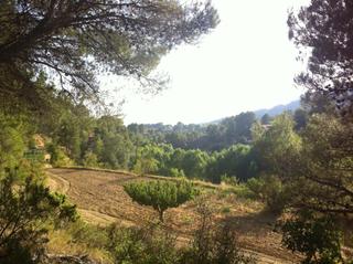 Propriété à Centro ciutat 166. Finca de recreo en alicante