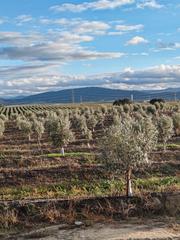 Finca rústica a Navalmoral de la Mata. Finca de almendros y olivos