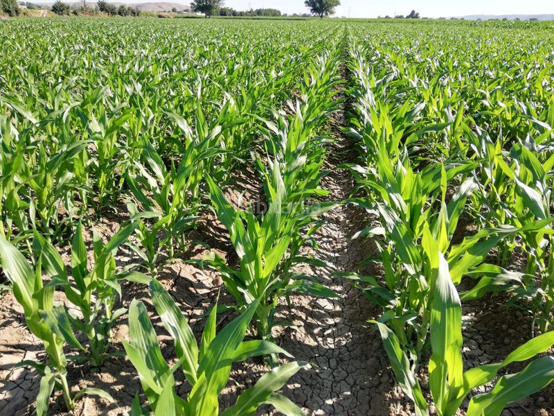 Foto a6a03574-b268-4280-a545-ff59a9227572. Finca rústica a San Benito-Soledad-Hispanidad Ciempozuelos