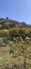 Finca rústica a Motril  ciudad. Finca de aguacates y mangos en motril
