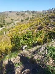 Finca rústica a Calle aduana 20. Finca de aguacates y mangos motril
