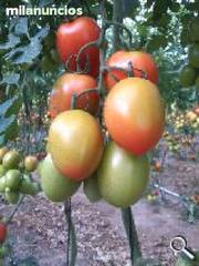 Rural plot in Calle aduana 20. Tres invernaderos en motril venta