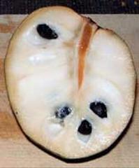 Finca rústica  Calle aduana. Finca chirimoyos taiva salobreña