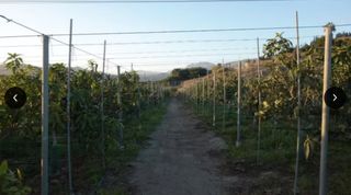 Fondo rustico  Calle aduana. Finca en motril en plena producción