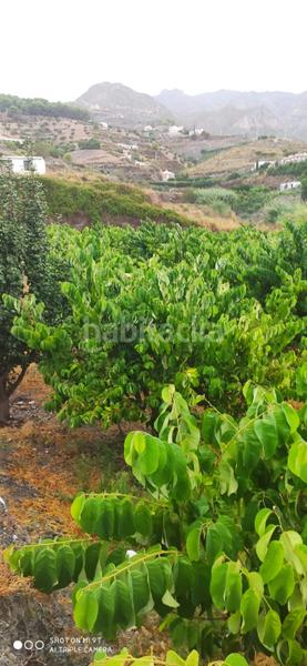 Foto c6cc314b-238e-454a-bd48-1f8909b9c40a. Rural plot in Motril ciudad Motril