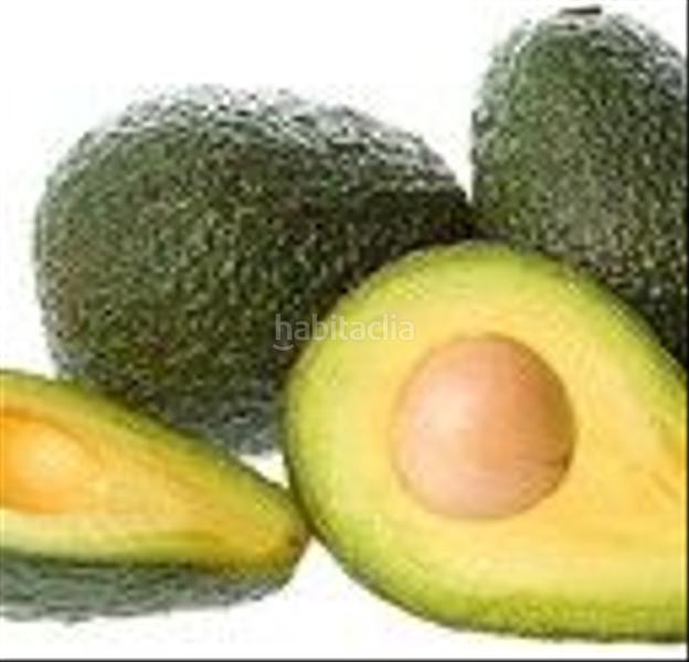 Foto c403fc1f-887e-4848-9950-5789b32db32c. Fondo rustico in Motril ciudad Motril