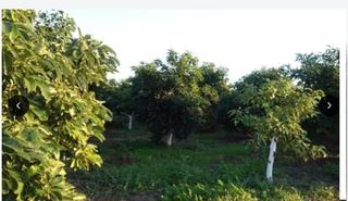 Rural plot in Miranda. Finca en motril
