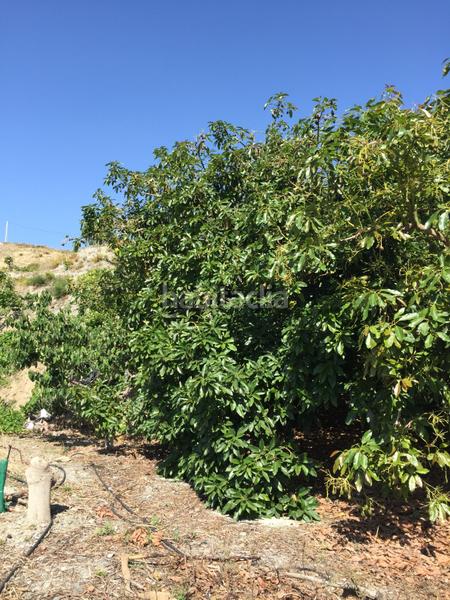 Foto fef7c0dc-369d-4acc-96f0-568e1fbcb182. Landgut in Motril ciudad Motril