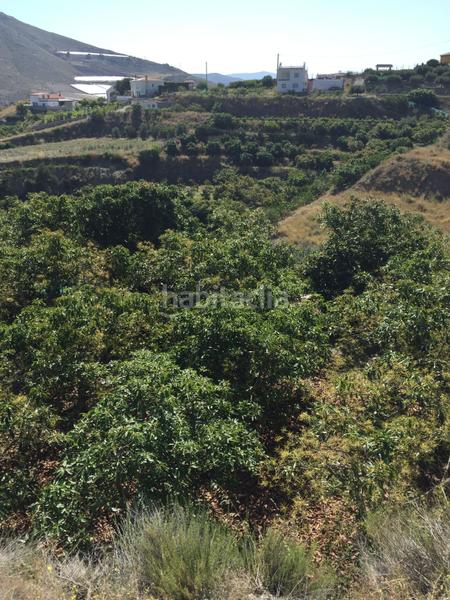 Foto e80c01d9-4b7f-47ae-9d91-552f28d80ee6. Finca rústica a Motril ciudad Motril