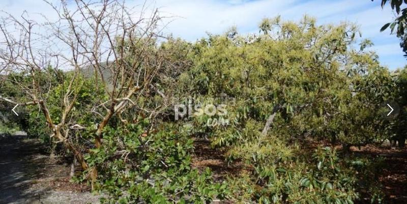 Foto cfe7eeee-0554-4b2e-811e-36660696adeb. Propriété dans Motril ciudad Motril