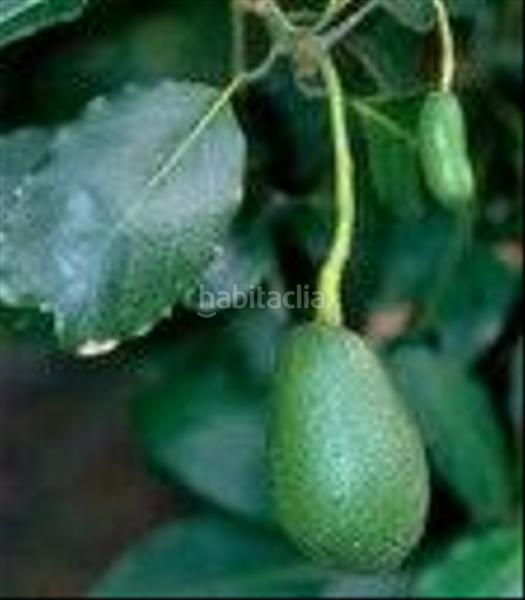 Foto 103fd51a-dfb4-4fe5-b848-6566cb05e1dd. Finca rústica a Motril ciudad Motril