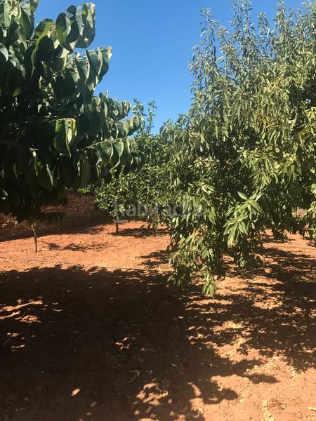 Foto 12a921a4-a6c0-407d-b5bd-797311268870. Finca rústica finca en velez benaudalla en Motril ciudad Motril