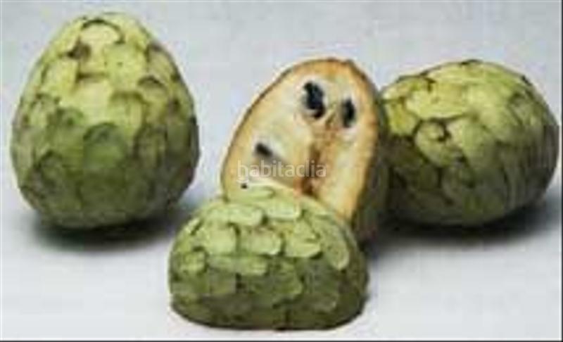 Foto 89dbf7d3-ce94-40b7-9ac2-a8d262528ccb. Masia a Motril ciudad Motril