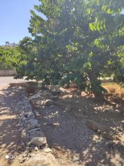 Masia a Almuñecar centro. Finca de chirimoyos almuñecar