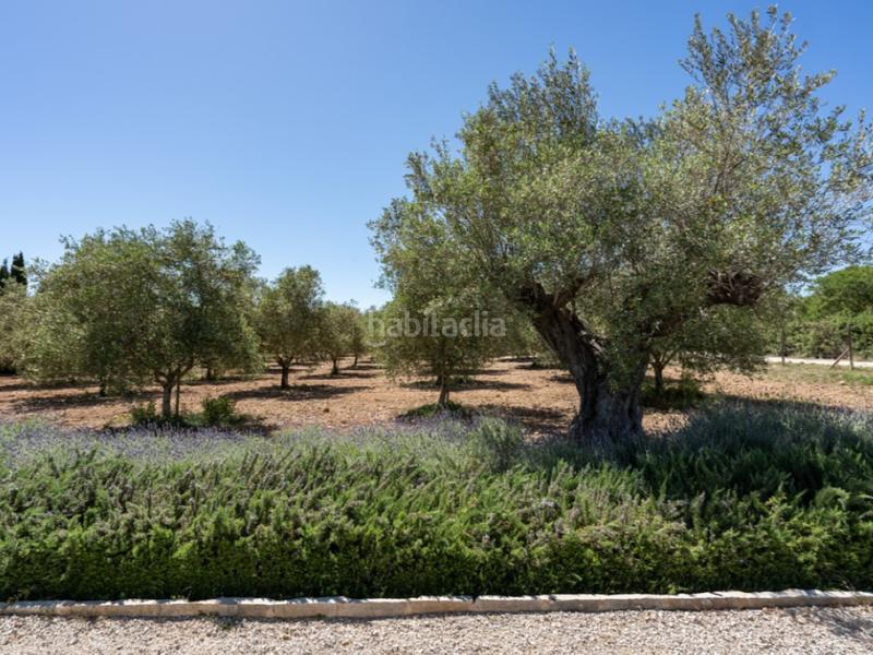 Foto 377249e8-90b5-4ca0-8ed1-18f6c6437dc4. Masia amb aparcament piscina a Calvià poble Calvià