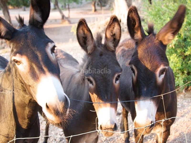 Foto a3f18090-a39e-4d9f-8023-4f6140217634. Masia amb piscina a Sóller