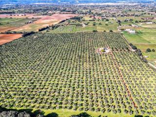 Masia a Sencelles. Idílica casa rural en sencelles producción de aceite de oliva ga