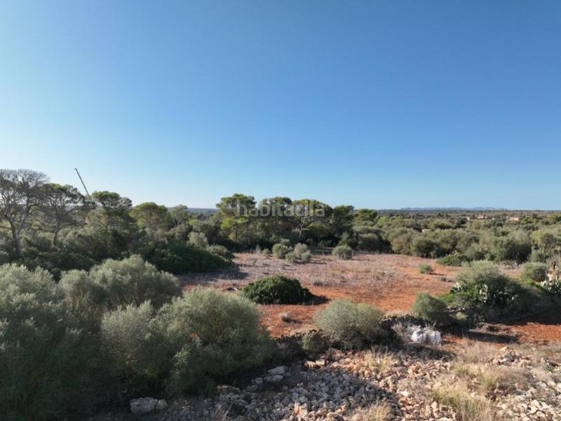 Foto bdc8ab51-3cb7-4c4f-98b9-676e3805b5fa. Terreny residencial a Ses Salines poble Ses Salines