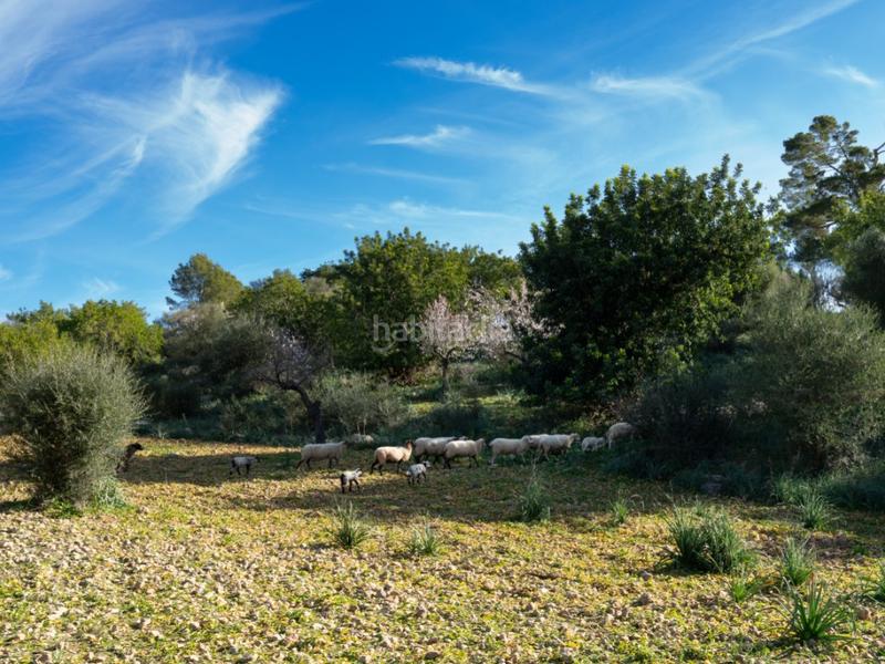 Foto da7a6dba-ccca-4968-bc50-5d8e04a3fa54. Casale in Alaró