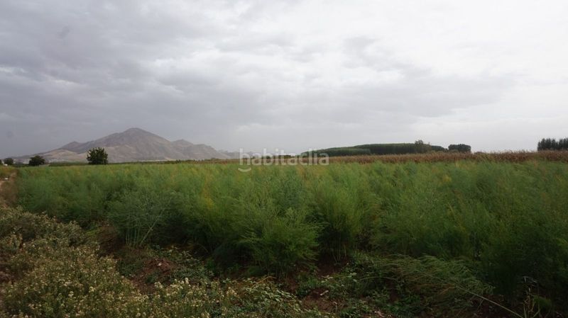 Foto 93f36e3c-5439-42d2-96a9-e46889669c4b. Finca rústica a Pinos Puente