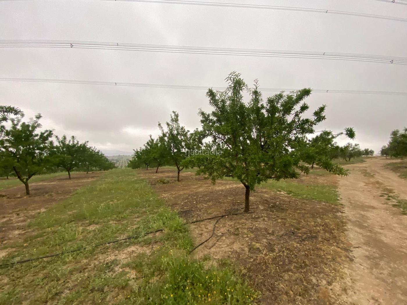 FINCA DE ALMENDROS EN GUADAHORTUNA, GRANADA. Guadahortuna