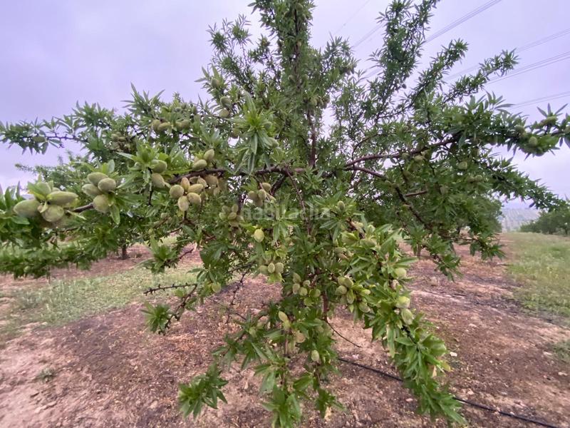 Foto 2b6371d2-48fc-4f79-98eb-d21bef6cea60. Finca rústica finca de almendros , granada. en Guadahortuna