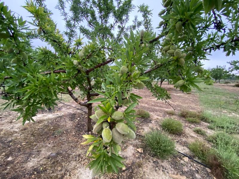 Foto 3294aba3-5fdc-4ab4-a5f3-88552b3186bd. Finca rústica finca de almendros , granada. en Guadahortuna