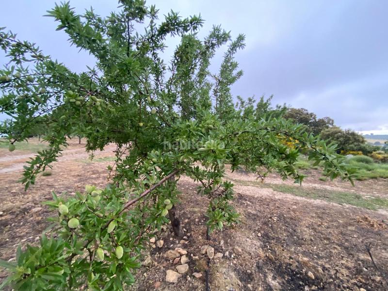 Foto 343f4f10-b936-4316-b9e1-2586cf2c1a6a. Finca rústica finca de almendros , granada. en Guadahortuna