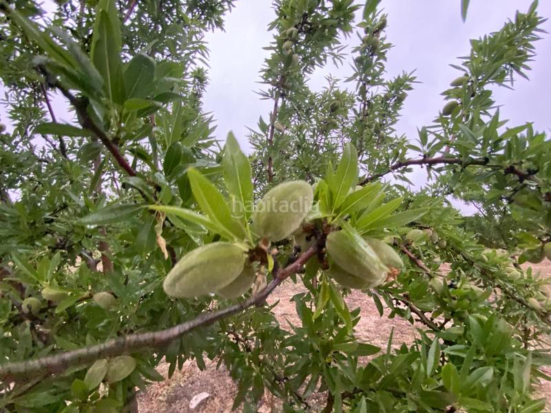 Foto 9b3e77db-27a6-4819-b507-d58ee924a127. Finca rústica finca de almendros , granada. en Guadahortuna