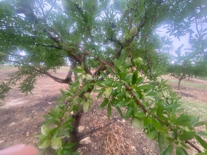 Foto a5deb516-41d6-46e6-94f7-3cadcb838c82. Finca rústica finca de almendros , granada. en Guadahortuna