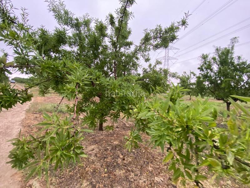 Foto a75de811-4cdd-4582-ad2d-1fdbd9272b3b. Finca rústica finca de almendros , granada. en Guadahortuna