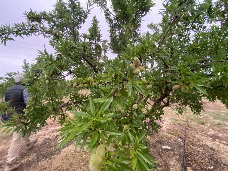 Foto cd407d2f-ca95-4d93-b0be-46112468e6e1. Finca rústica finca de almendros , granada. en Guadahortuna