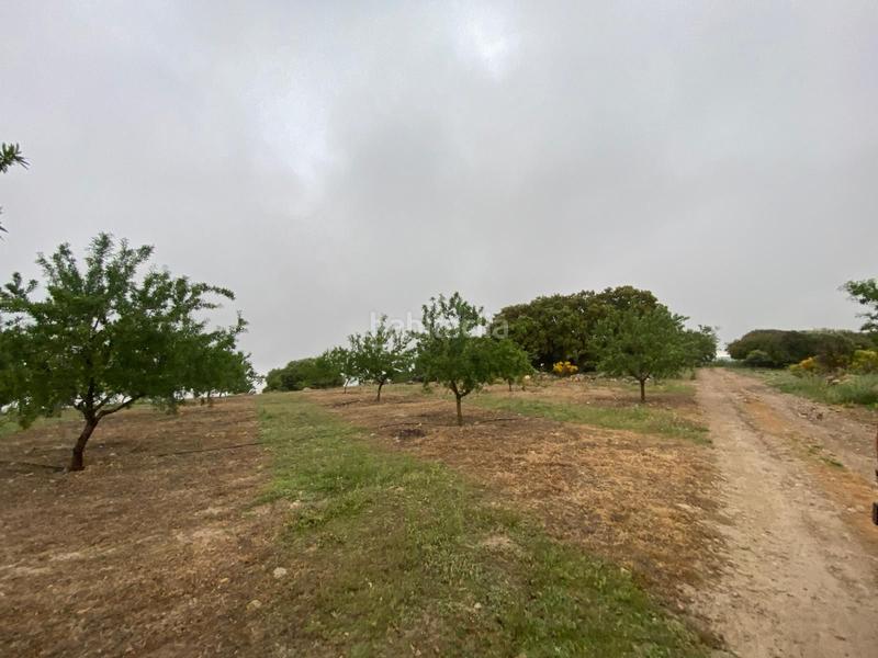 Foto d1a78c79-d749-480c-8bc8-bbd3f049dc17. Finca rústica finca de almendros , granada. en Guadahortuna