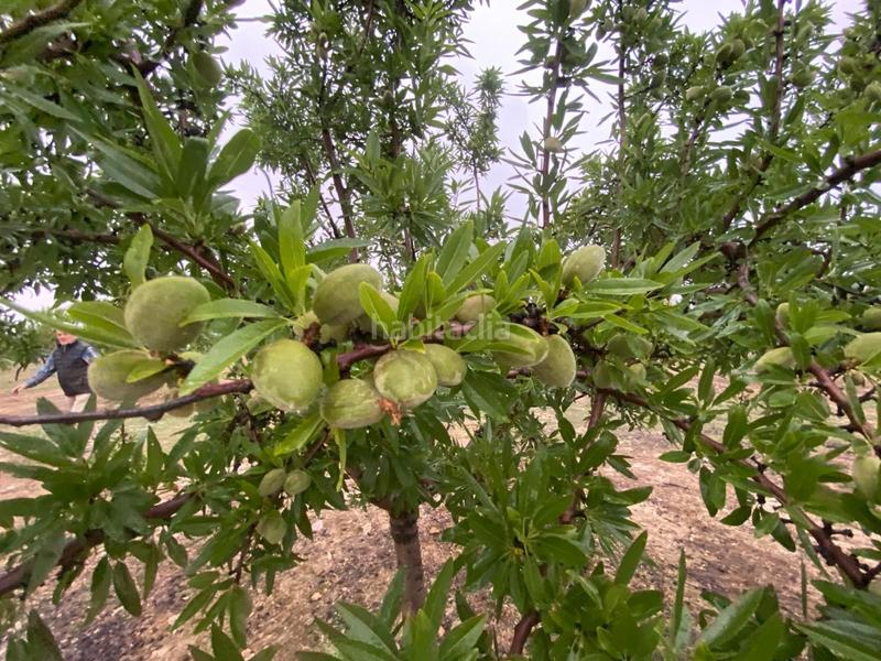 Foto eb380af3-7cbb-4c70-b347-8f87f671bd40. Finca rústica finca de almendros , granada. en Guadahortuna