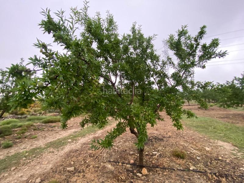 Foto f0f9c63d-cdc1-454d-ac7a-37051fb0436a. Finca rústica finca de almendros , granada. en Guadahortuna