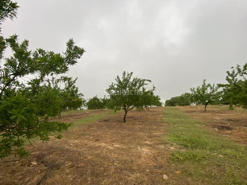 Foto f1a7d4da-fa4c-4666-929f-0761326b728e. Finca rústica finca de almendros , granada. en Guadahortuna