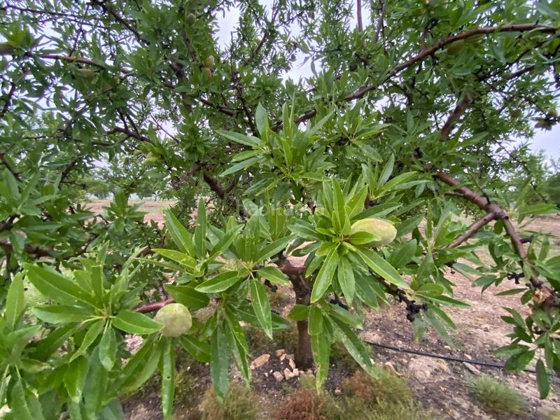 Foto fca1897f-20c3-49c0-aac1-632834929fb2. Finca rústica finca de almendros , granada. en Guadahortuna