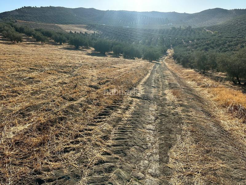Foto 080fc408-b251-4023-a195-84b3502ff844. Finca rústica  de olivos , granada. en Algarinejo