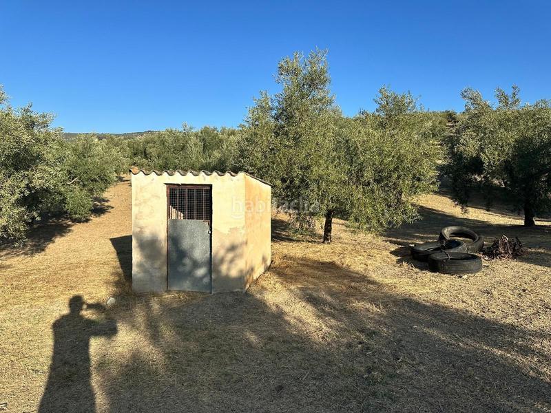 Foto 13ab6c72-2f6c-4790-ba58-b51520c0ac08. Finca rústica  de olivos , granada. en Algarinejo