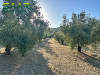 Finca rústica a Algarinejo. Finca rústica de olivos en algarinejo, granada.