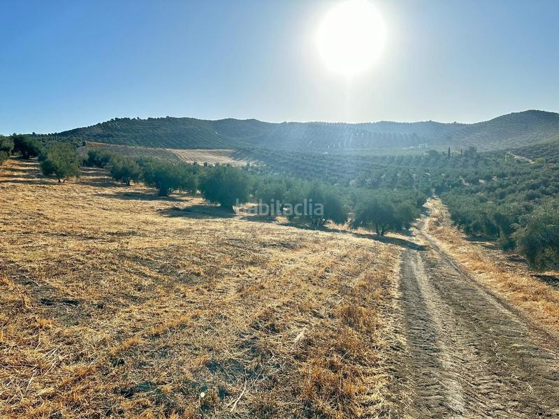 Foto a71dd2b0-bbc1-4e1a-b141-cb761259c5ae. Finca rústica  de olivos , granada. en Algarinejo