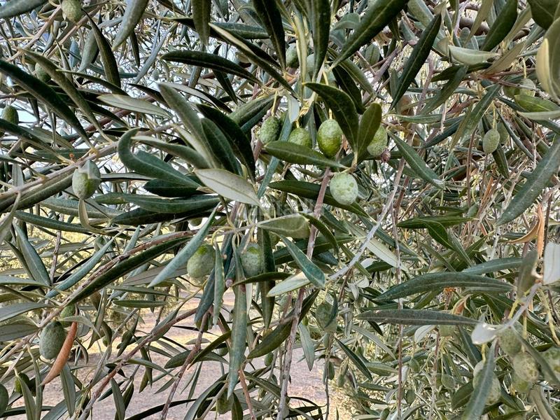 Foto adeaeaf8-0221-4628-9dfd-b07136057d45. Finca rústica  de olivos , granada. en Algarinejo